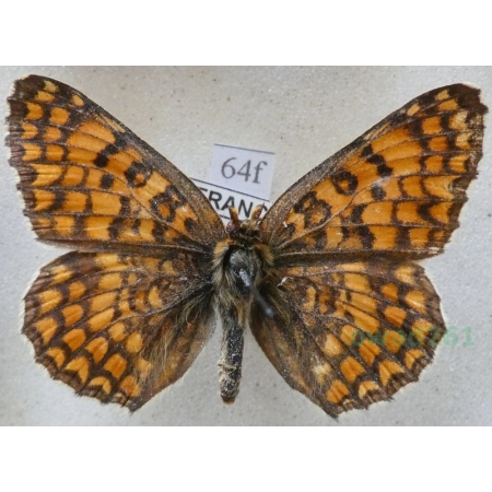 Melitaea phoebe (Denis & Schiffermüller, 1775) Przeplatka febe France64f